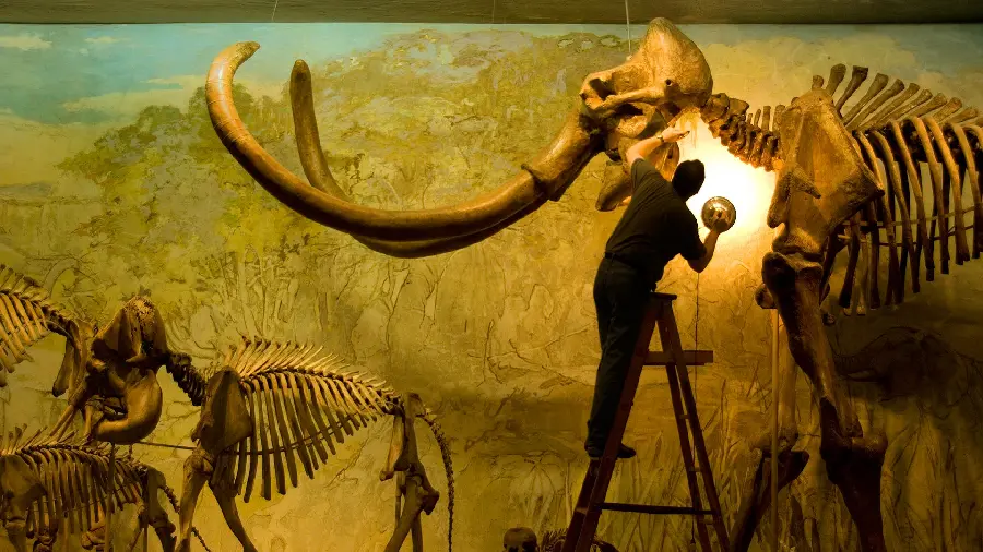 Photo of large mammoth skeletons and a male archaeologist