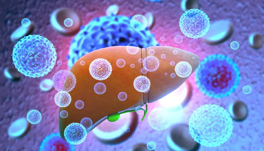 Photo of human liver for doctorate and medical background