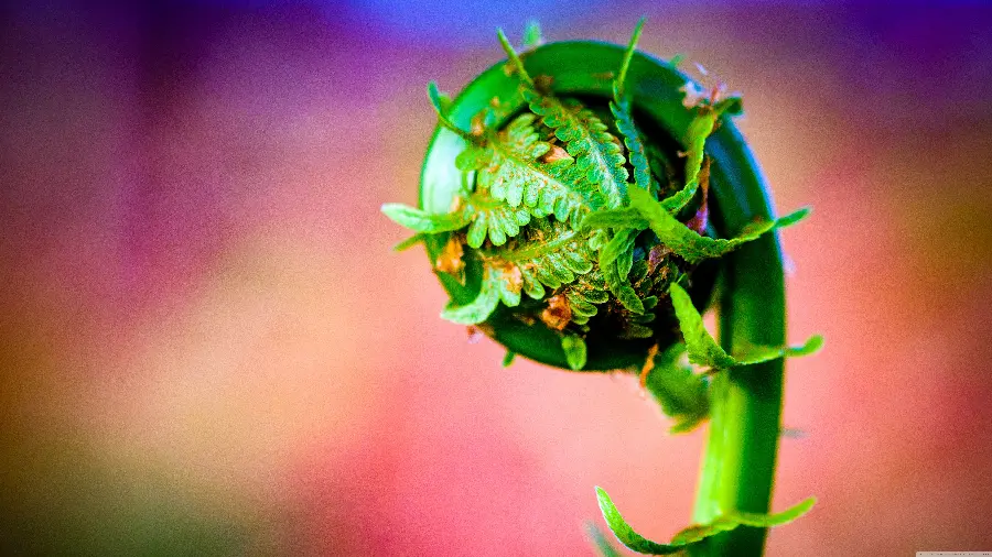 Beautiful plant Fern in macro photography