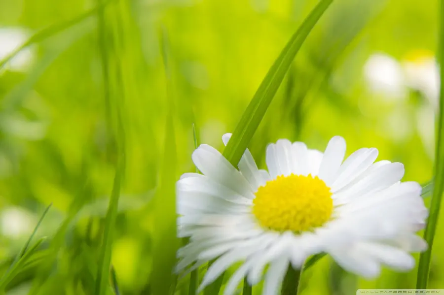 Beautiful white chamomile macro photo