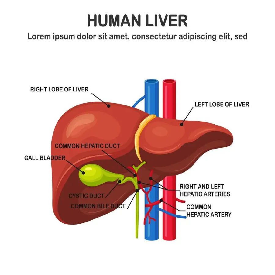 Human Liver Anatomy Explanation and Description Picture