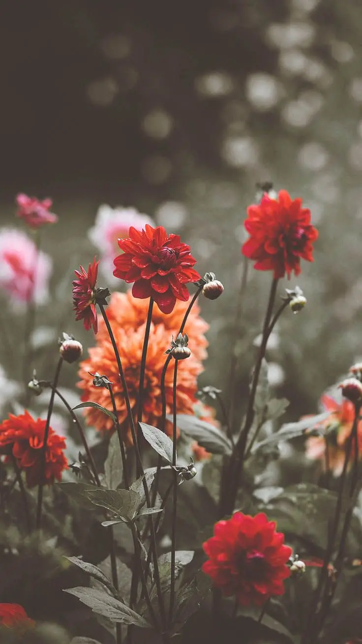Spring flower wallpaper suitable for Android phones