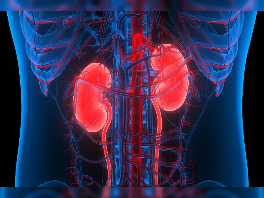 Photo of the kidney and ducts Urinary