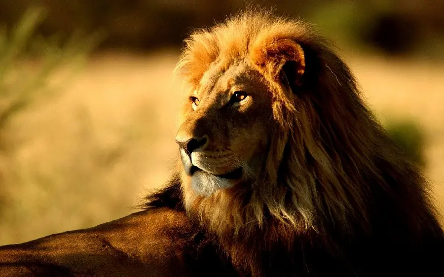 Wallpaper of a lonely male lion
