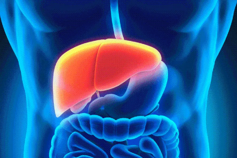 Image of the liver in the human body