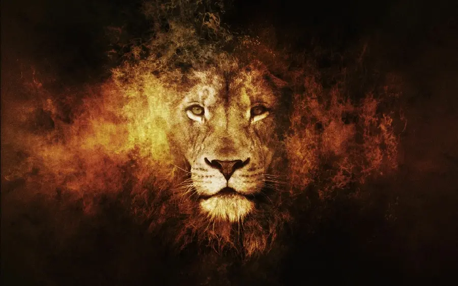 Wallpaper of face and head of lion with high quality