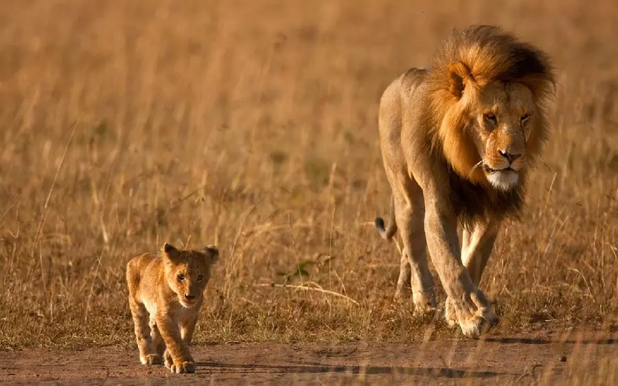 Interesting photo of a male lion and his cub