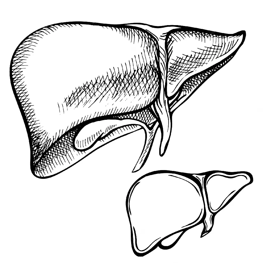 Black and white photo of human liver painting
