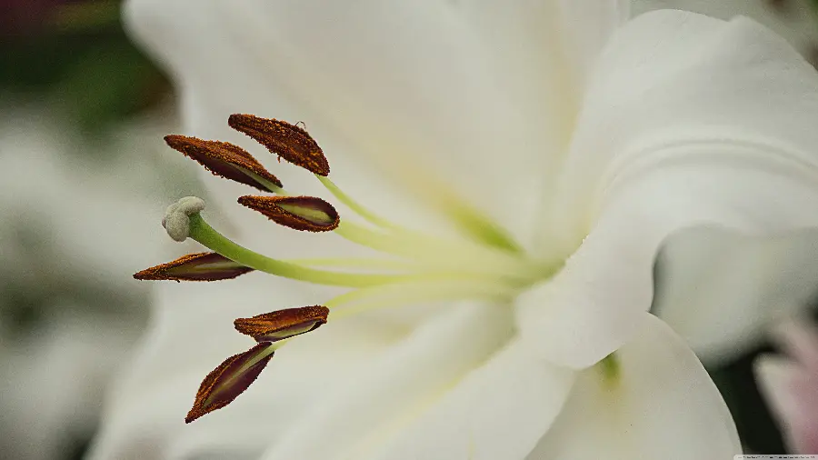A macro photo of a white lily in 5K quality