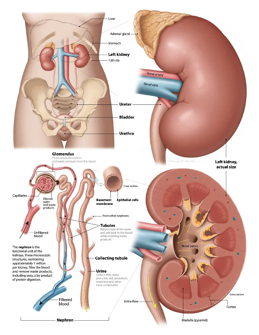 Photo of human kidneys anatomy with internal parts of abdomen