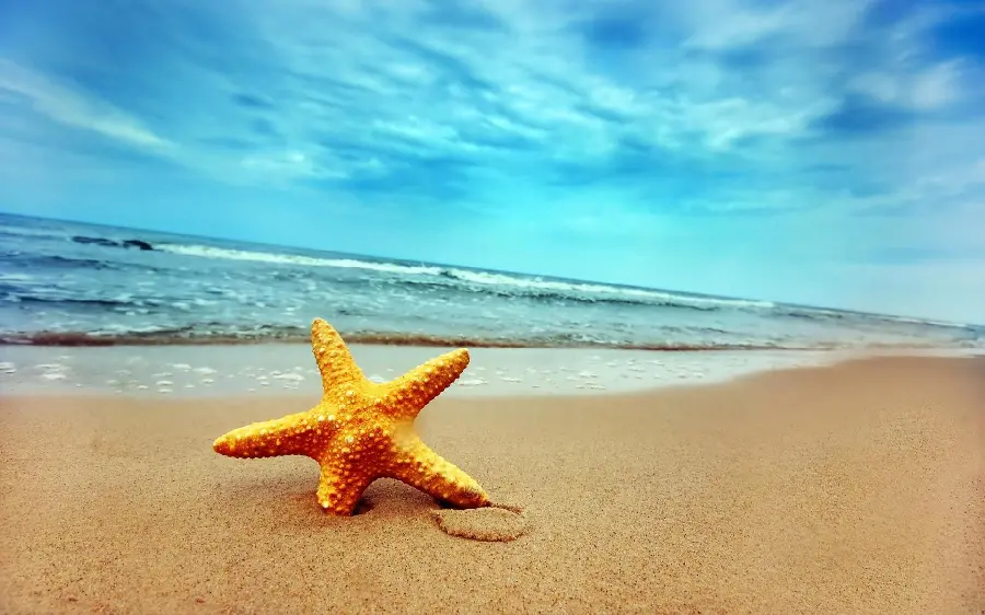 Photo of yellow starfish on the beach of the big and blue ocean