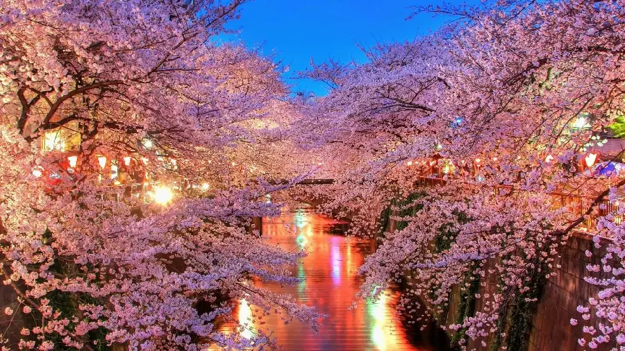 Beautiful and dreamy photo of spring cherry blossoms and blue sky