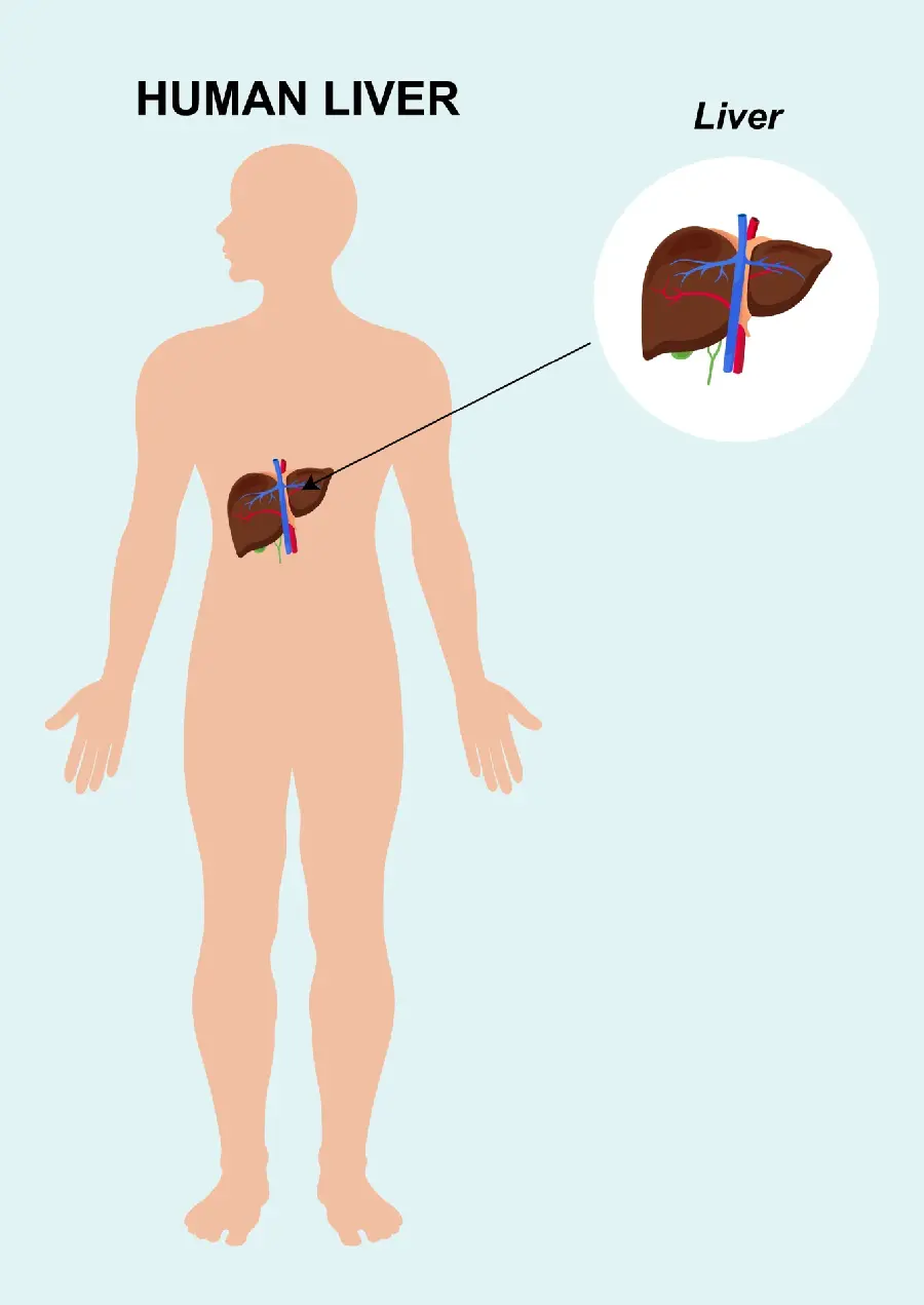 Photo of the human liver in the body