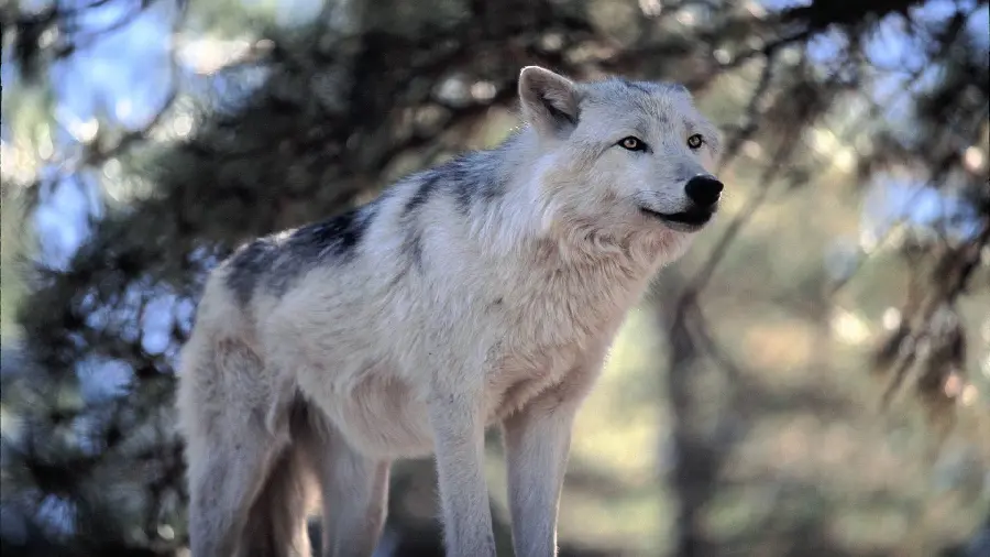 High-quality real photo of a white wolf
