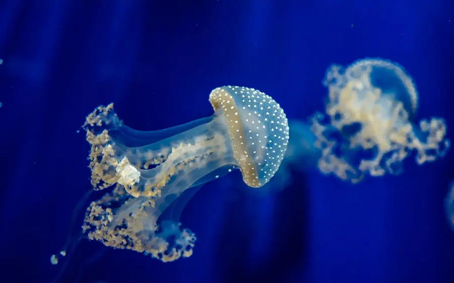 Download imageBeautiful mermaids moving in the blue ocean for printing