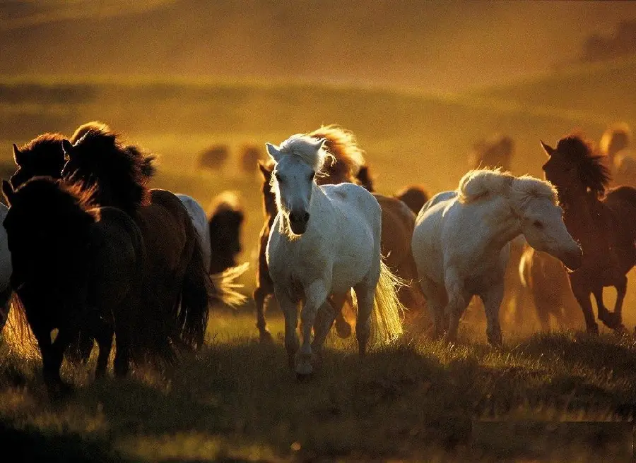 Download wallpaper for computer of wild and spectacular horses
