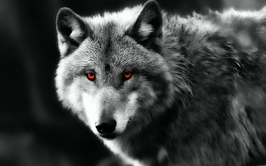 Download a high-quality photo of a red-eyed wolf in the forest