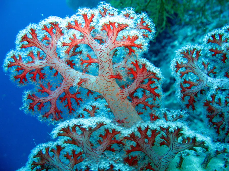 A beautiful and attractive image of Branched coral reef