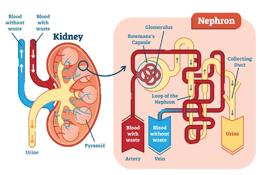 Human Kidney System and Flows Photo and its Analysis in High Quality