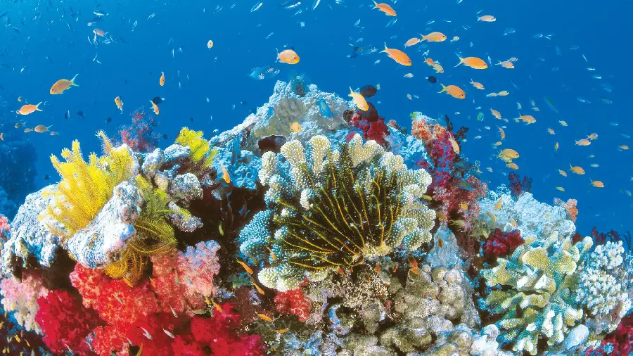 Colorful and beautiful background of a coral reef on the sea floor