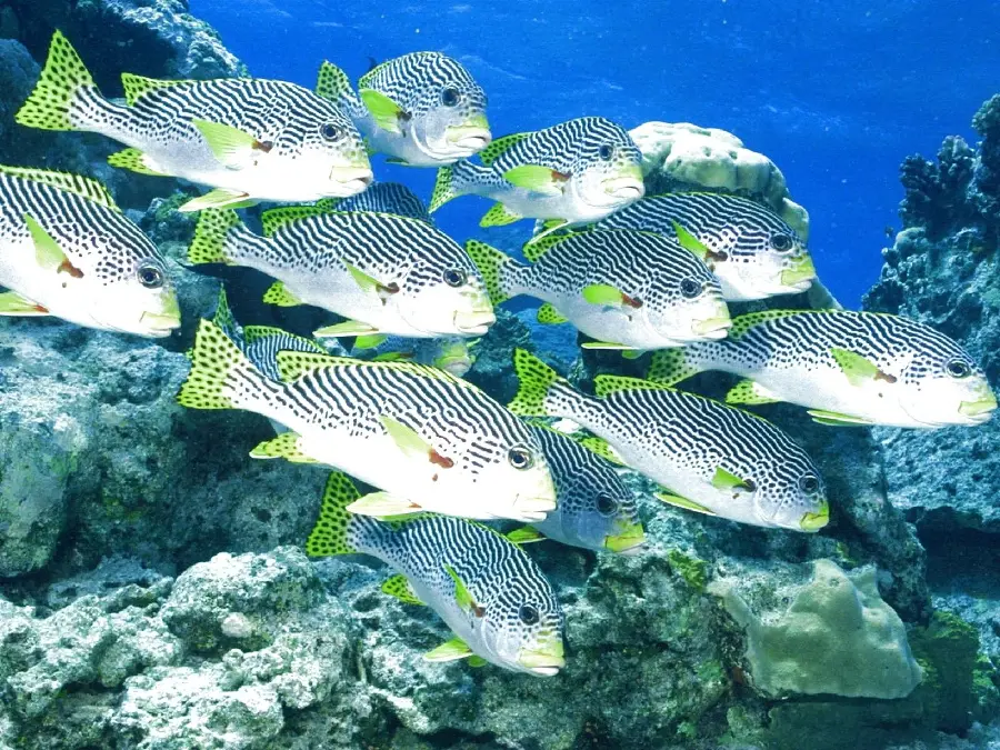 High quality photo of spotted ocean fish