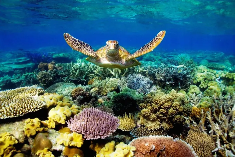 High Quality Wallpaper Turtle On Coral Reef