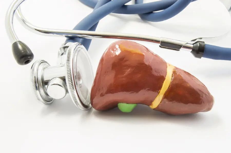 Photo of human liver next to stethoscope