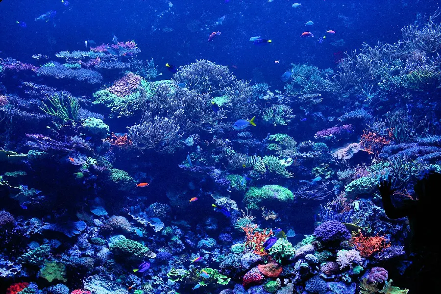 Beautiful Purple Photo Of Coral Reef Underwater
