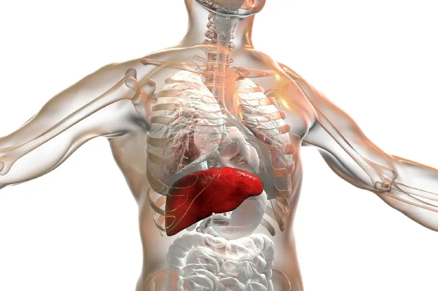 Human Liver Anatomy Picture in the Body