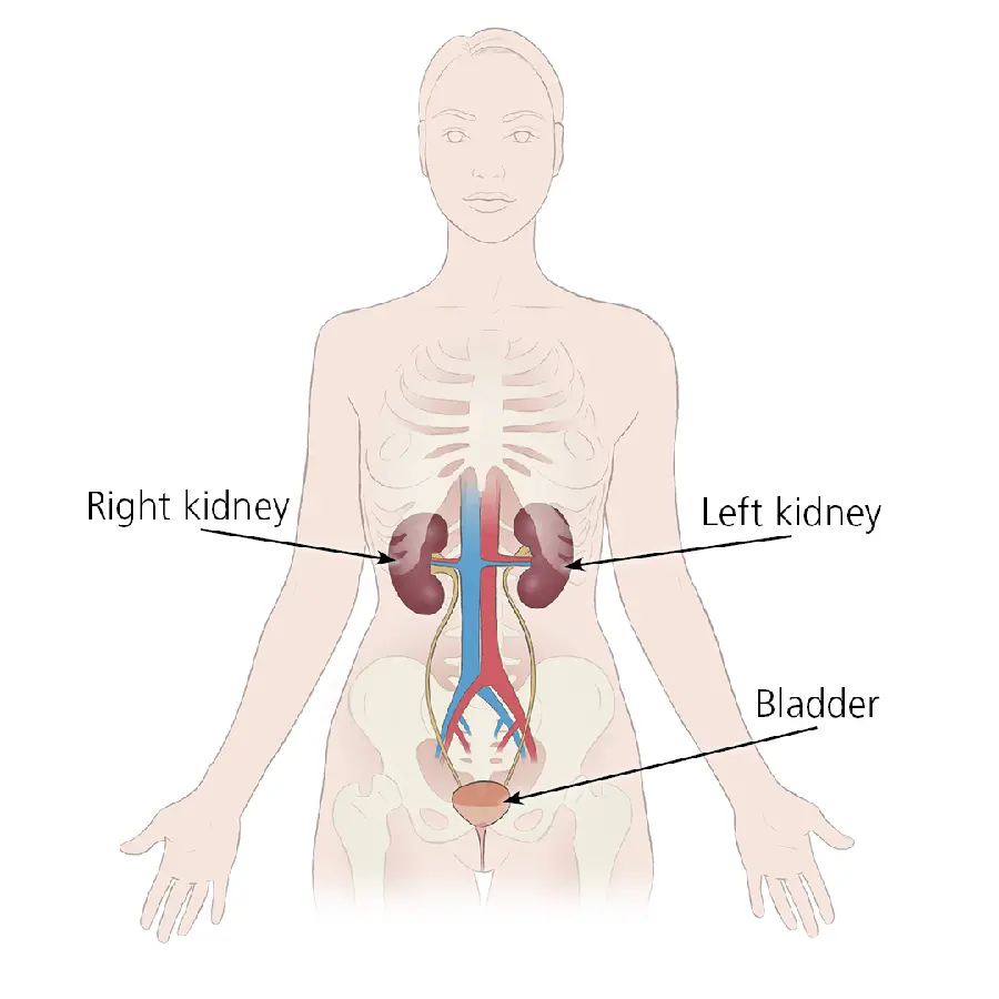 Very good quality image of kidney and ureter