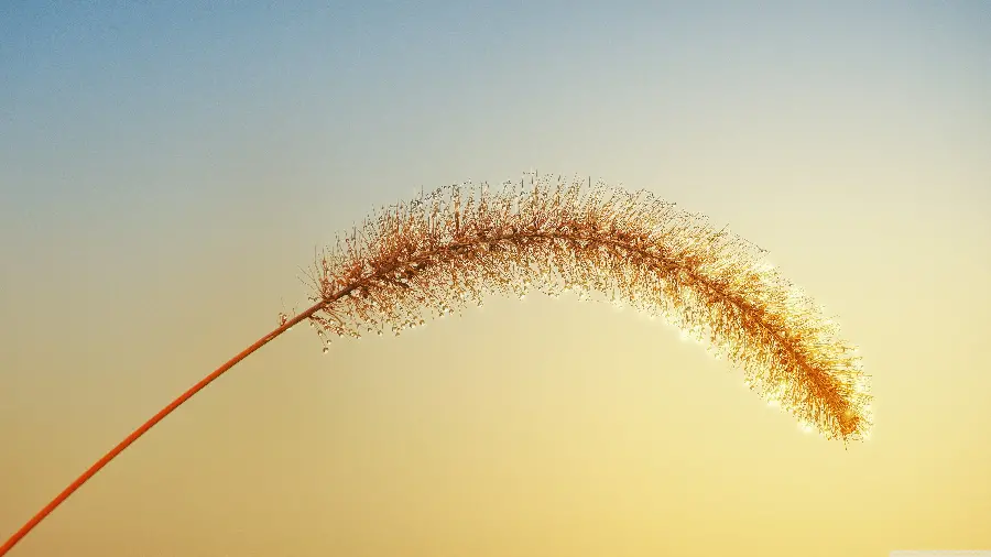High quality macro photo of grass branch and seeds