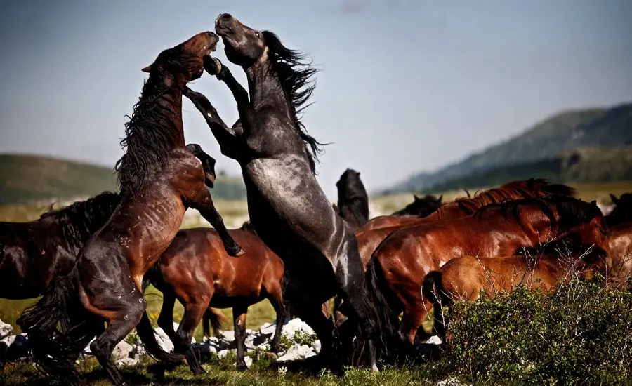 Photos of wild horses in nature for Insta highlights