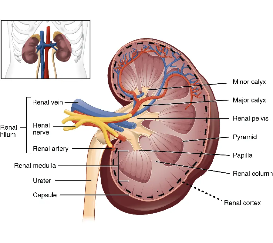 Human Kidney Photo with Explanation