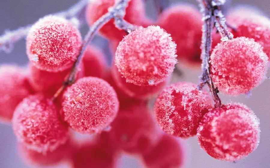 Photo of wild raspberry tree fruit in the cold winter season