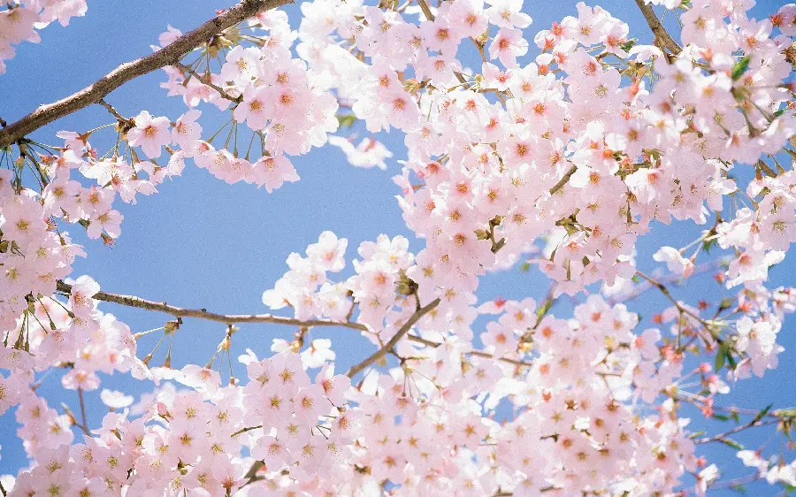 Beautiful Spring Cherry Blossoms Photo for Postcard