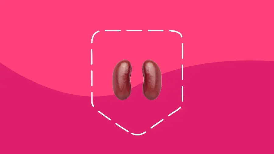 Photo of human kidney for medical and doctor profile