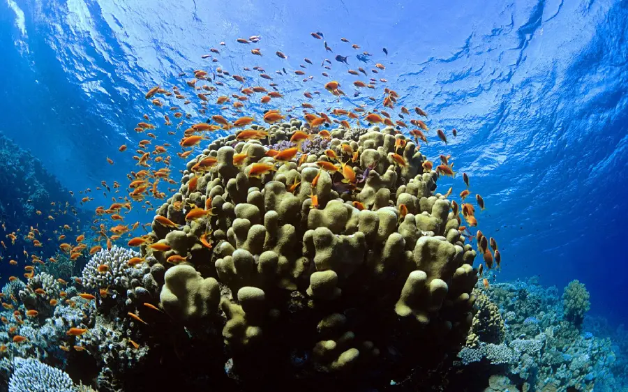 Background of a coral reef in the depths of the water