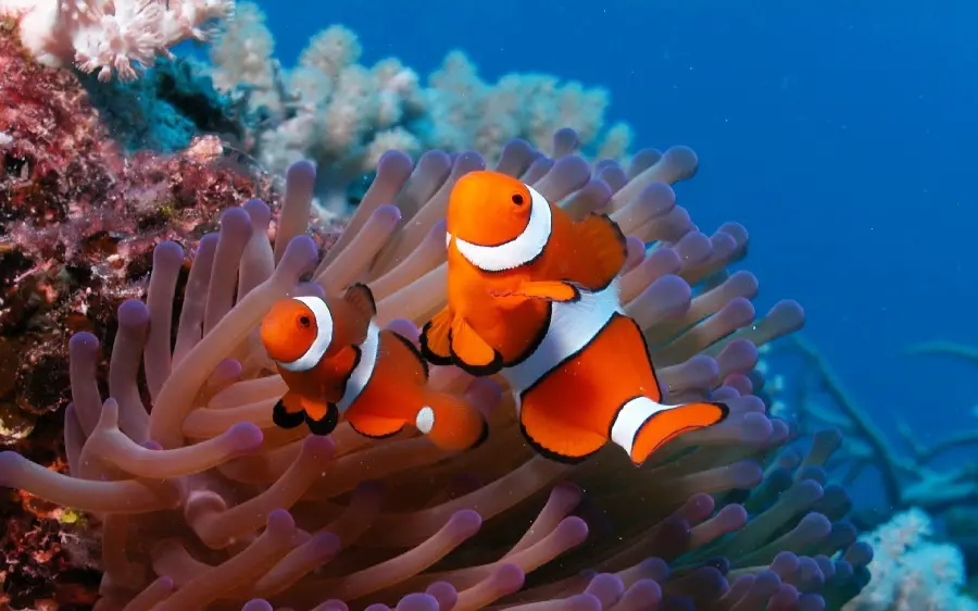 Beautiful photo of a clownfish next to a coral reef