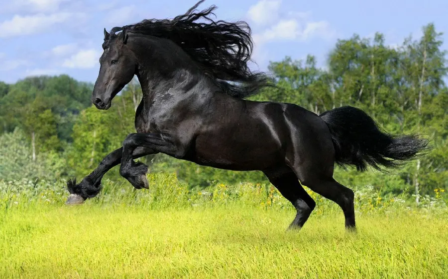 Wild horse photo for a cool profile Boys