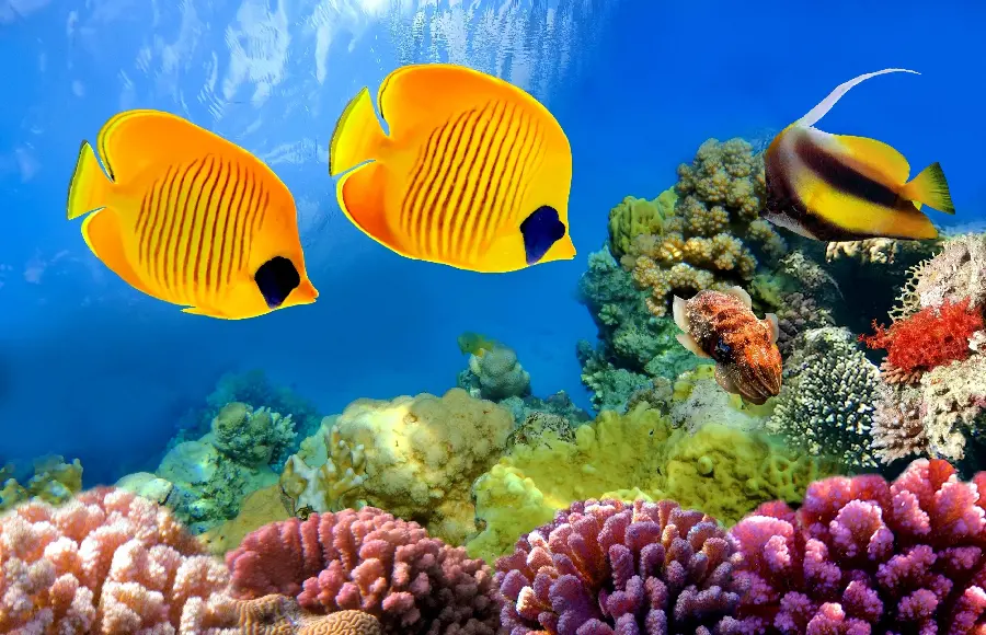 High quality stock photo of yellow ocean fish