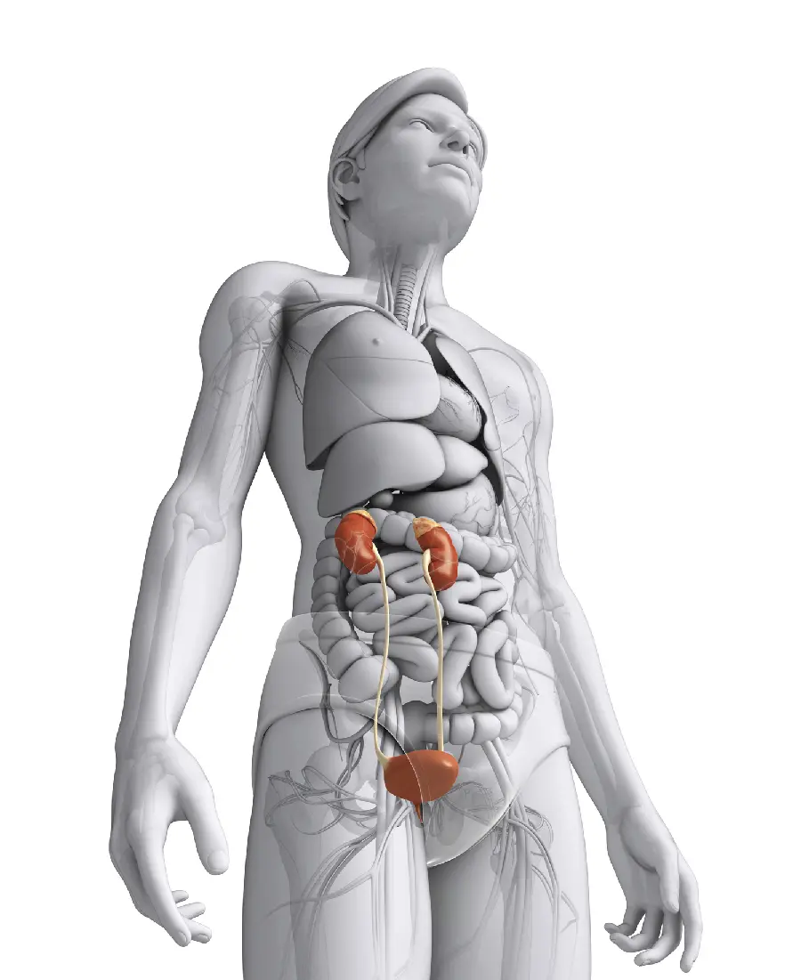 Kidney Photo