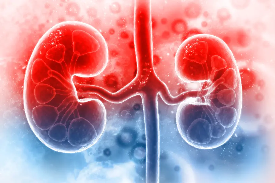 Real Human Kidney Photo for Computer Background