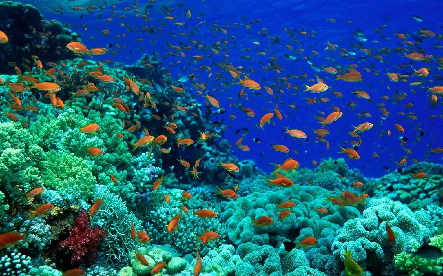 Nature photo and small fish deep in the ocean