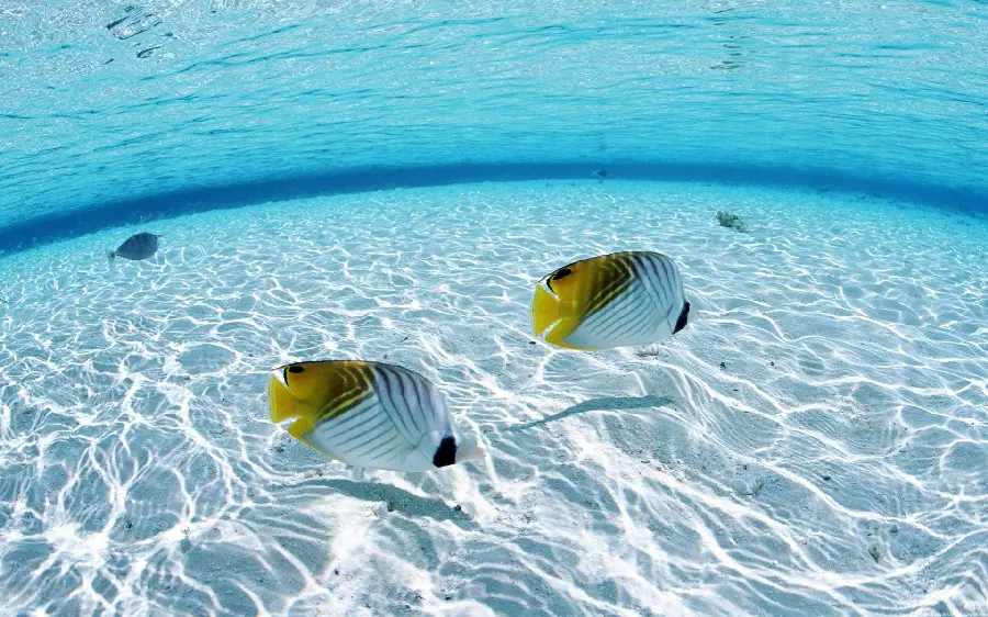 Download wallpaper and background of underwater nature for computer desktop