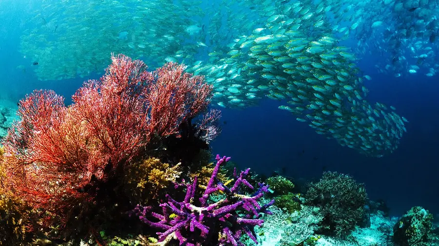 Photo of the wonderful underwater world with strange sea creatures