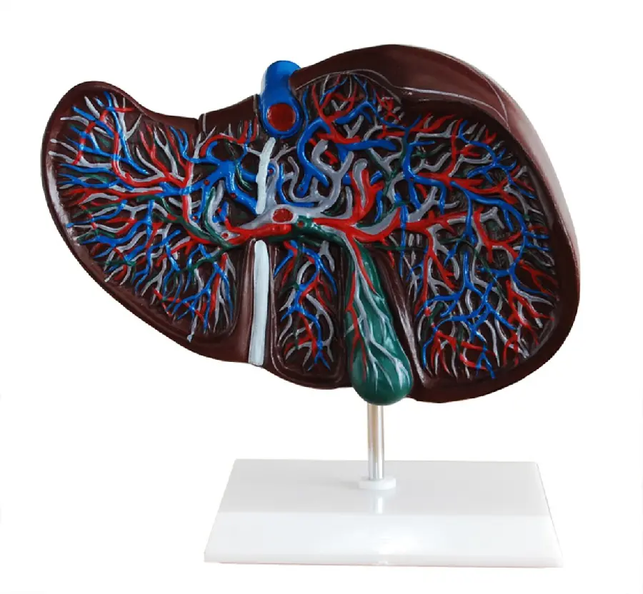 Human Liver Half Cut in Liver Mold
