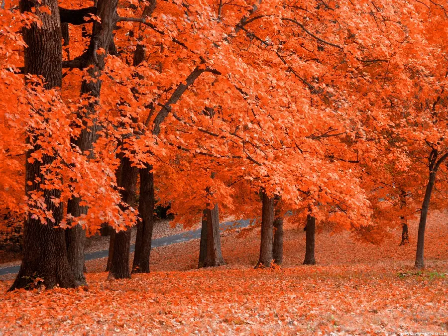 Full HD quality autumn background photo for mobile