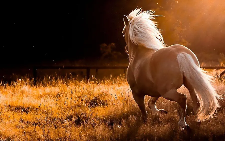 Download Windows wallpaper photo of wild horses of Iran