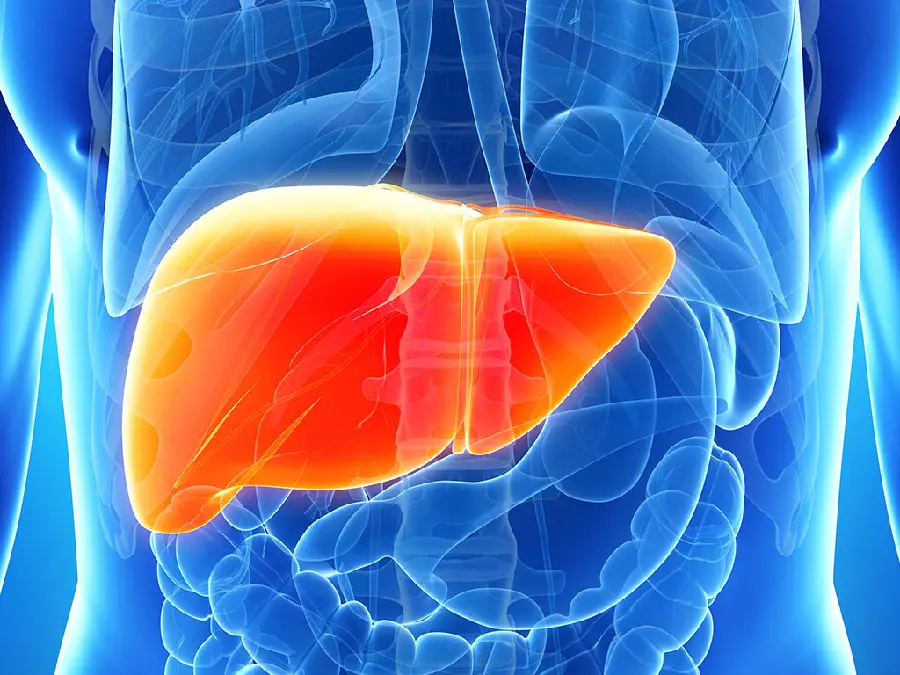 Human liver photo for scientific research