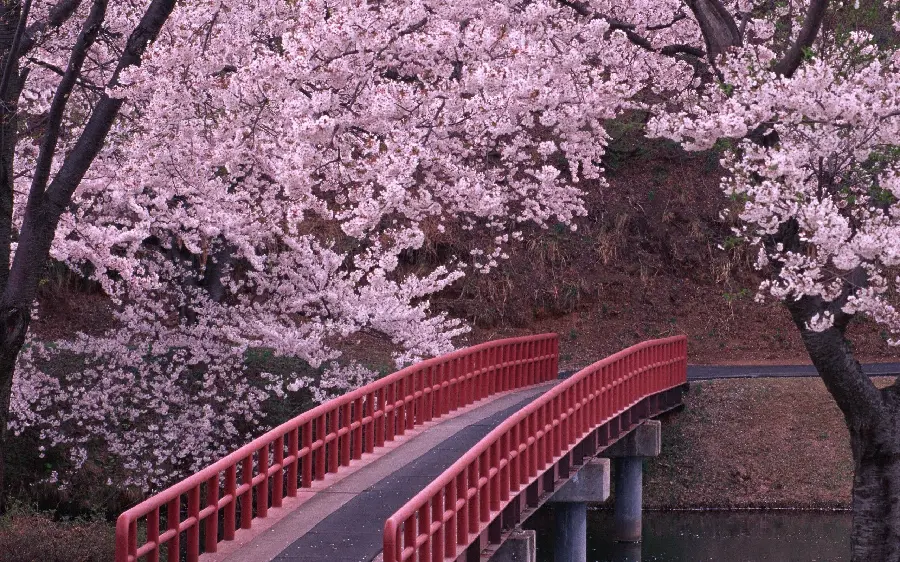 Cherry Blossom Photo for Painting on Paper